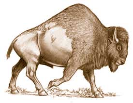 Ancient Bison